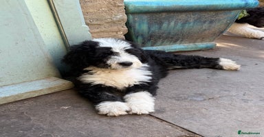 Bernedoodle dogs - Advert 14