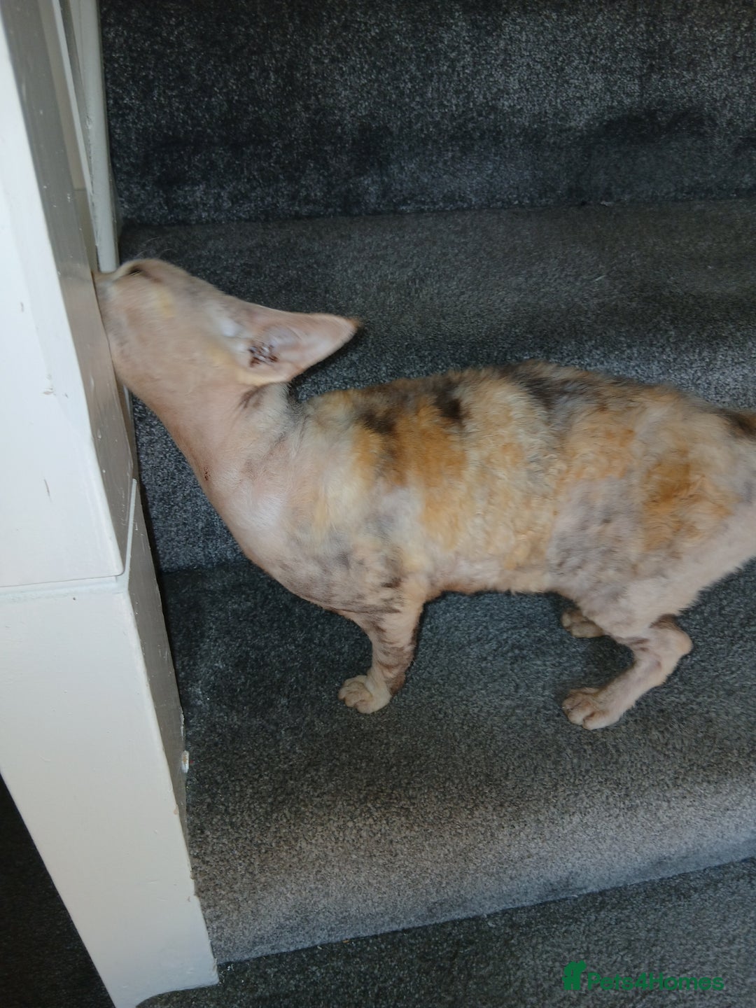 Devon Rex cats for sale: Devon Rex pedigree neutered girl - Image 2