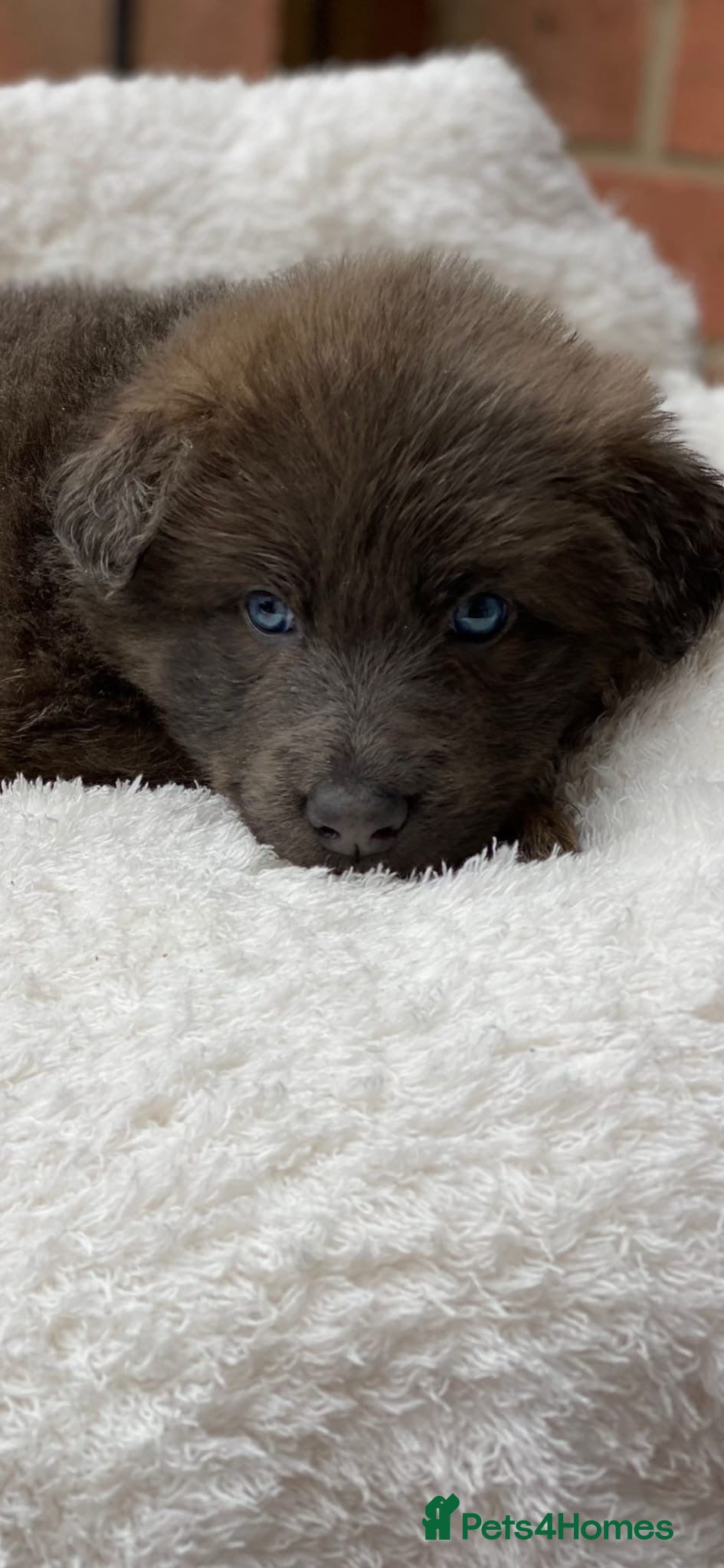 German Shepherd dogs Blue German shepherds Health tested BLUE EYES  - Advert 5