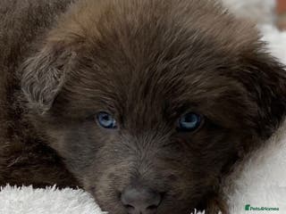 German Shepherd dogs Blue German shepherds Health tested BLUE EYES - Advert 5