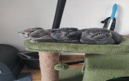 Scottish Fold cats for sale: Scottish fold blue for sale  - Image 17