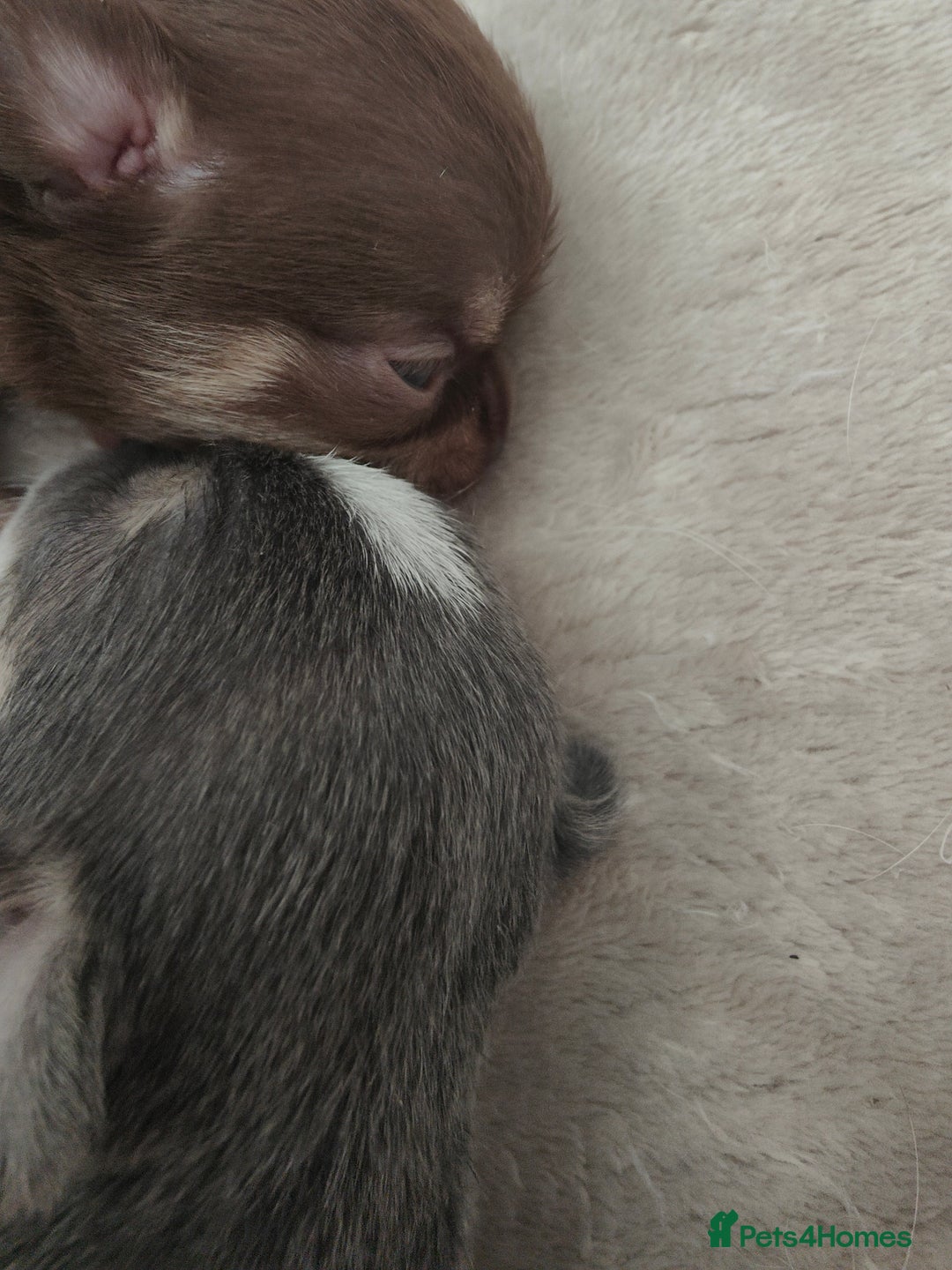 Chihuahua dogs for sale: 🪻 Beautiful Chihuahua Puppies 🪻 - Advert 7