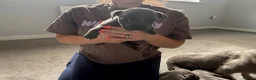 Staffordshire Bull Terrier dogs for sale: Four stunning blue Staffordshire bull terriers - Advert 12