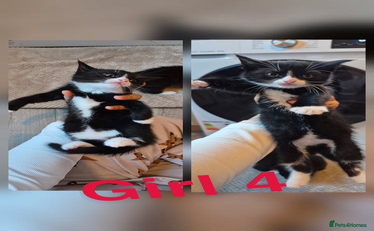 Mixed Breed cats Beautiful kittens 🐾 - Advert 14