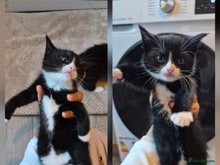 Mixed Breed cats Beautiful kittens 🐾 - Advert 19