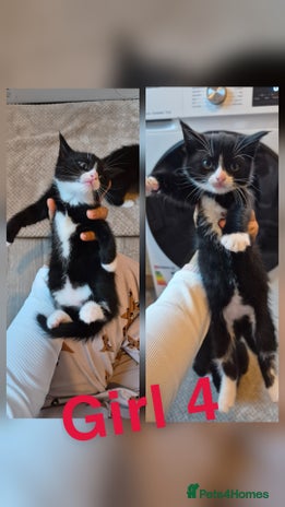 Mixed Breed cats Beautiful kittens 🐾 - Advert 14