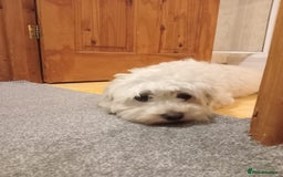 Cavapoochon dogs for sale: Cavapoochon female  - Image 4