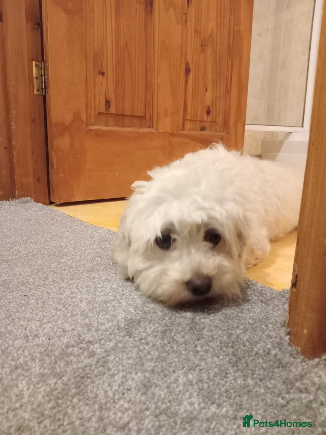 Cavapoochon dogs for sale: Cavapoochon female  - Image 4