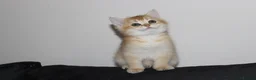 British Shorthair cats for sale: TICA pedigree pure breed golden kittens - Advert 13