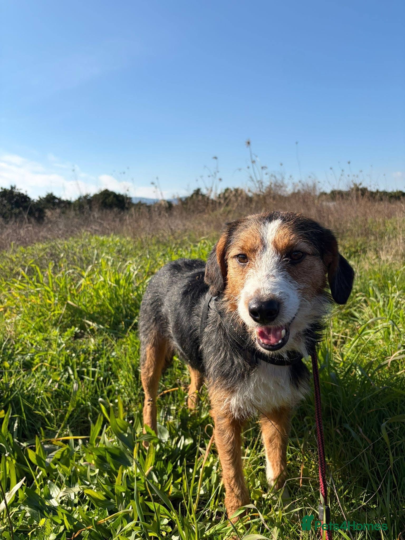 Mixed Breed dogs for sale: Ronnie & Reggie   - Advert 6