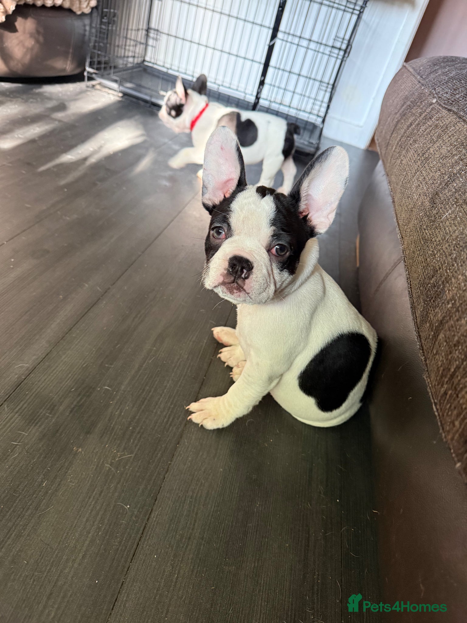 French Bulldog dogs French Bulldog Puppies  - Advert 14