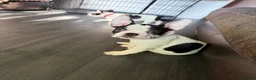 French Bulldog dogs for sale: French Bulldog Puppies  - Advert 1