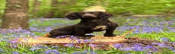 Cocker Spaniel dogs for sale: Working cocker spaniel pups  - Advert 1
