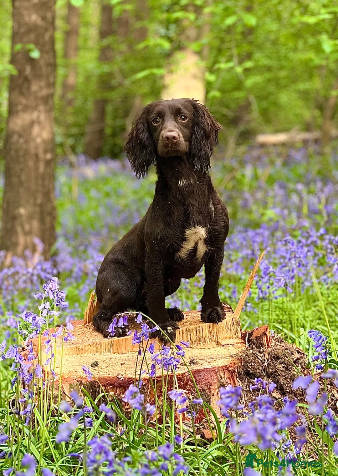 Cocker Spaniel dogs for sale: Working cocker spaniel pups  - Advert 1