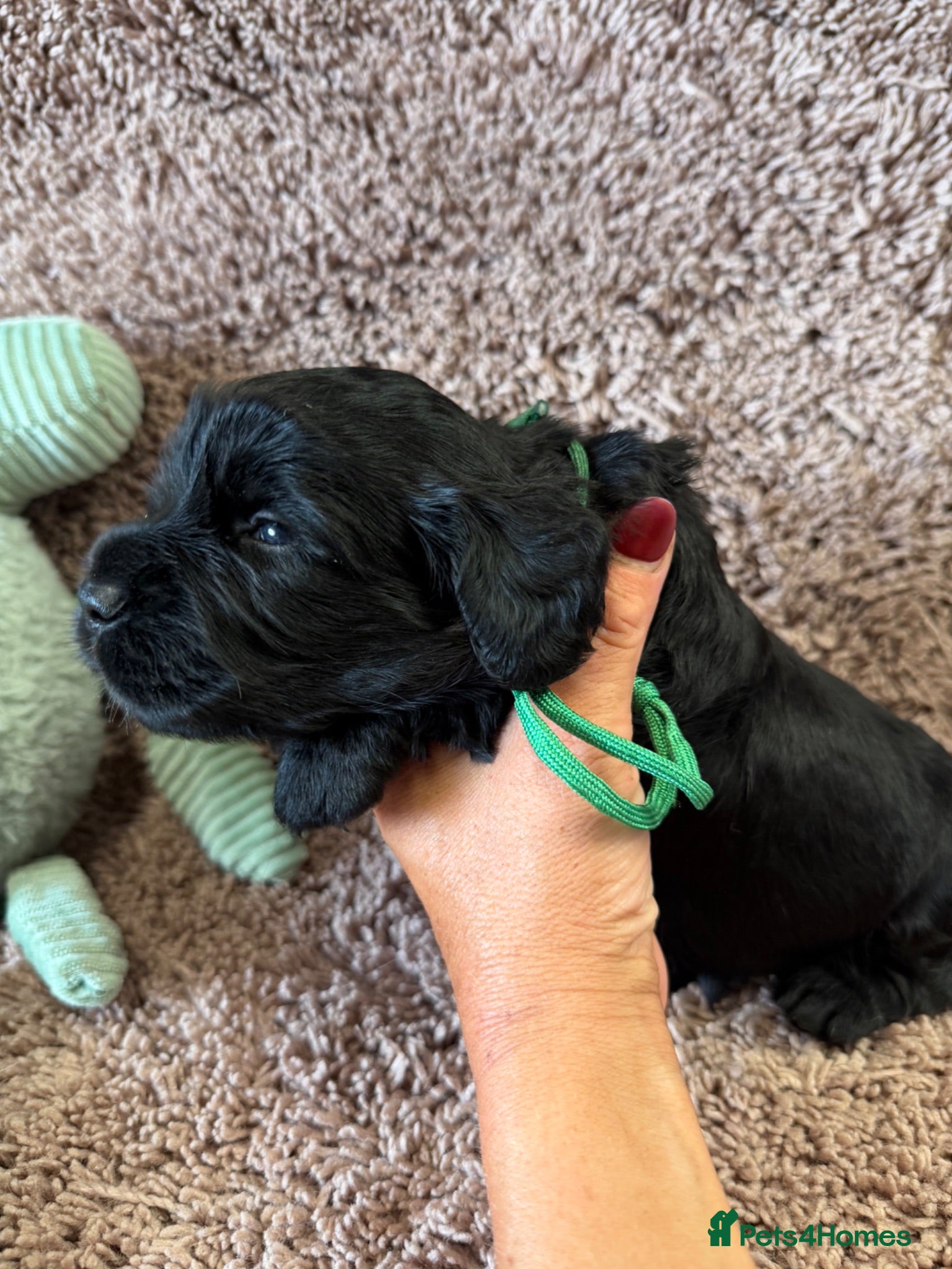 Cocker Spaniel dogs Excellent pedigree Cocker Pups Farlavale / Rowston - Advert 1