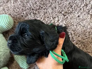 Cocker Spaniel dogs Excellent pedigree Cocker Pups Farlavale / Rowston - Advert 1