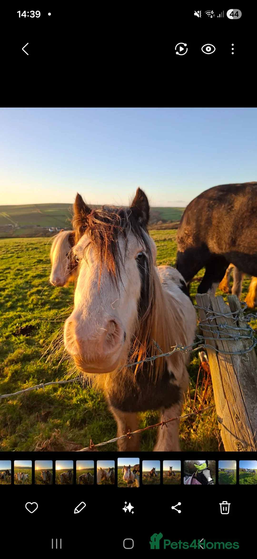 Irish Cob horses for sale: Mini cob - Advert 2