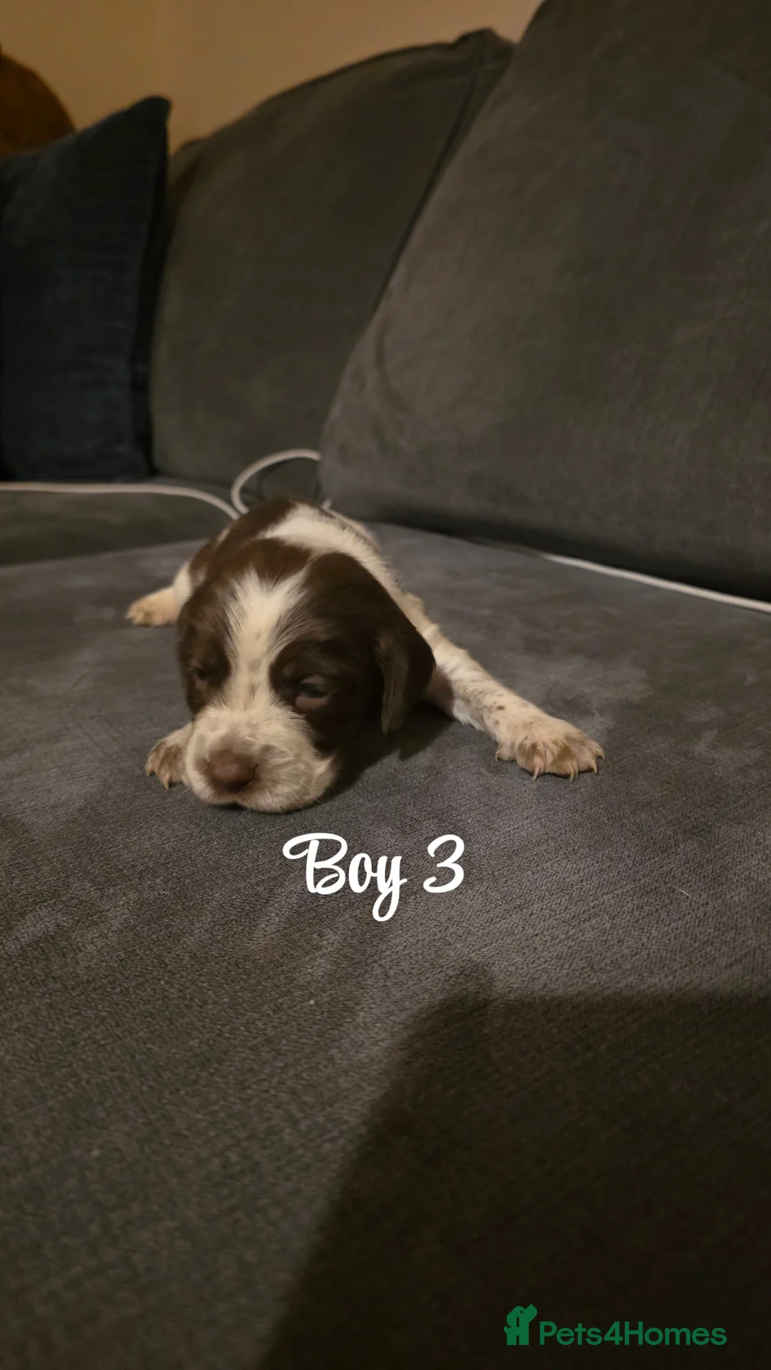 Mixed Breed dogs for sale: Beautiful Cocker x Collie pups - Advert 16