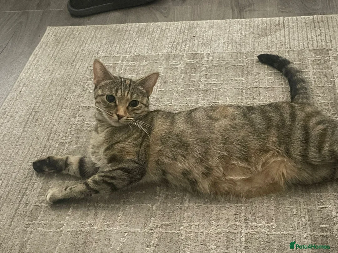 Mixed Breed cats for sale: Kittens for sale  - Advert 10