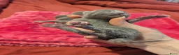 Russian Blue cats for sale: Male and female Russian blue kittens  - Advert 9