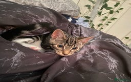 Domestic Shorthair cats for sale: Beautiful Kitten— Nova - Image 4