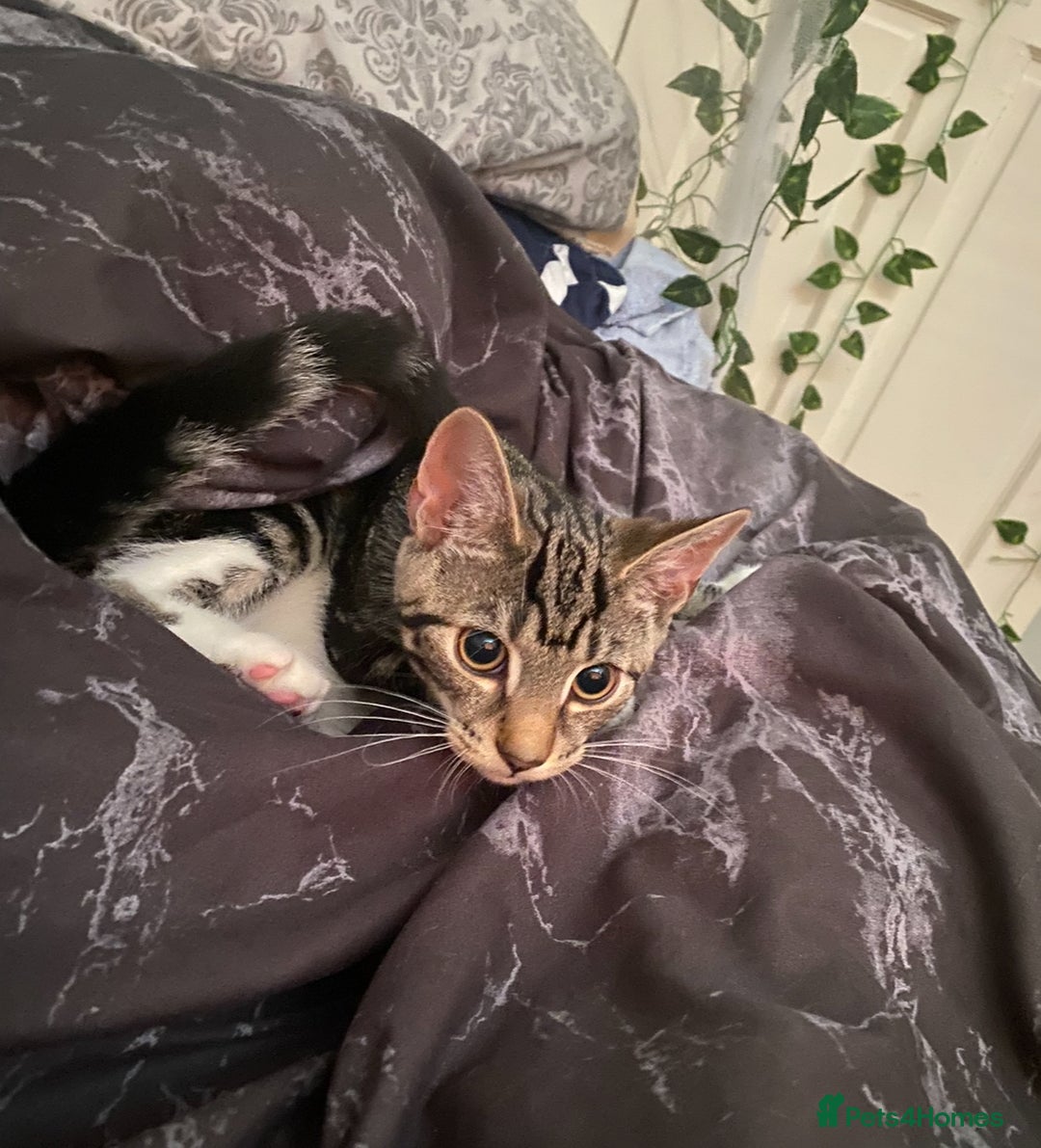 Domestic Shorthair cats for sale: Beautiful Kitten— Nova - Image 4