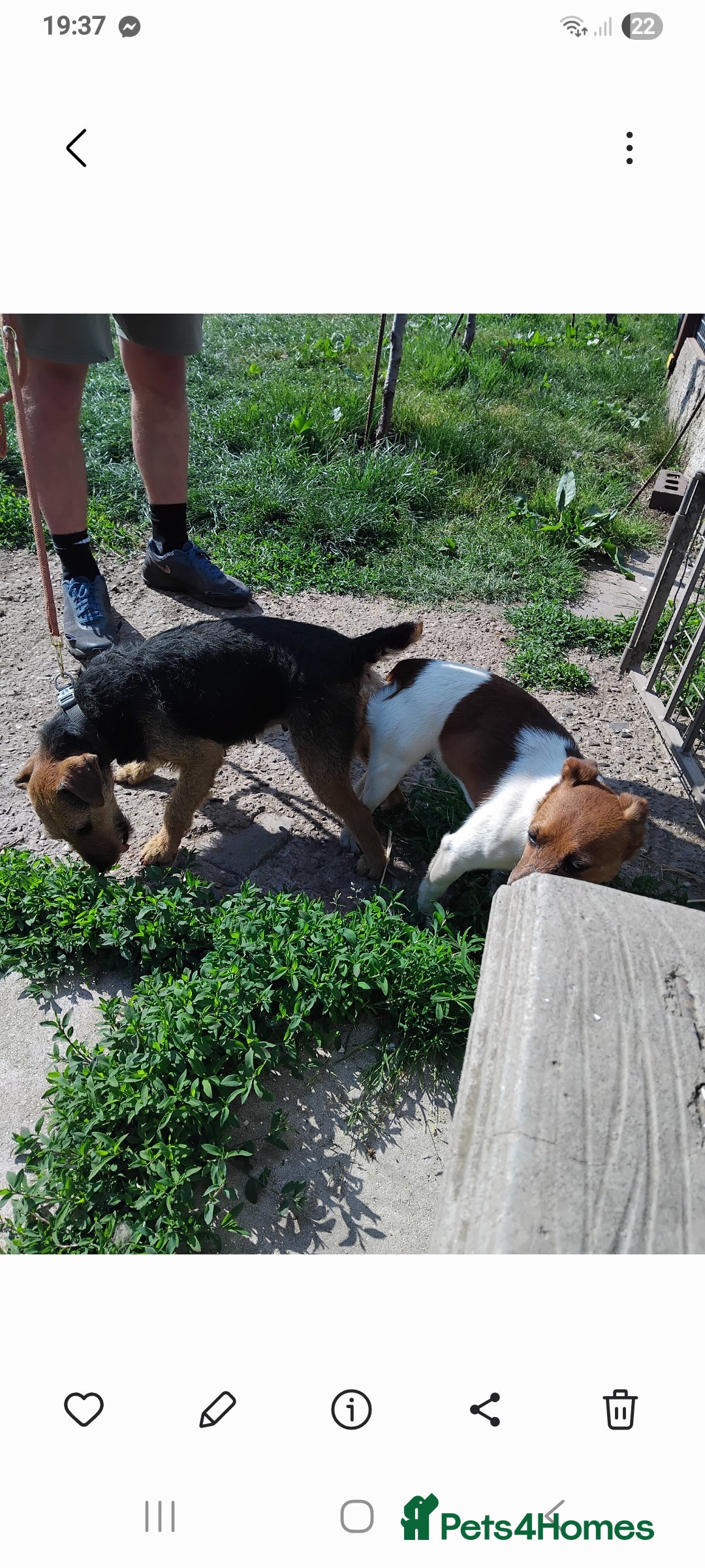 Mixed Breed dogs for sale: Lakeland x jack rustle puppys  - Image 4