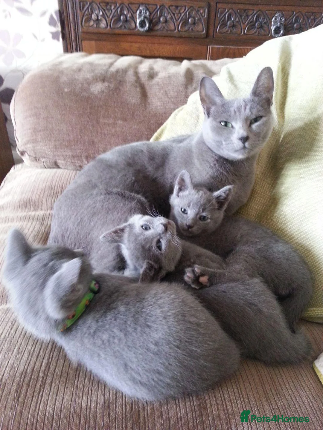 Russian Blue cats for sale: Gorgeous Russian Blue Kitten in Swansea - Advert 1