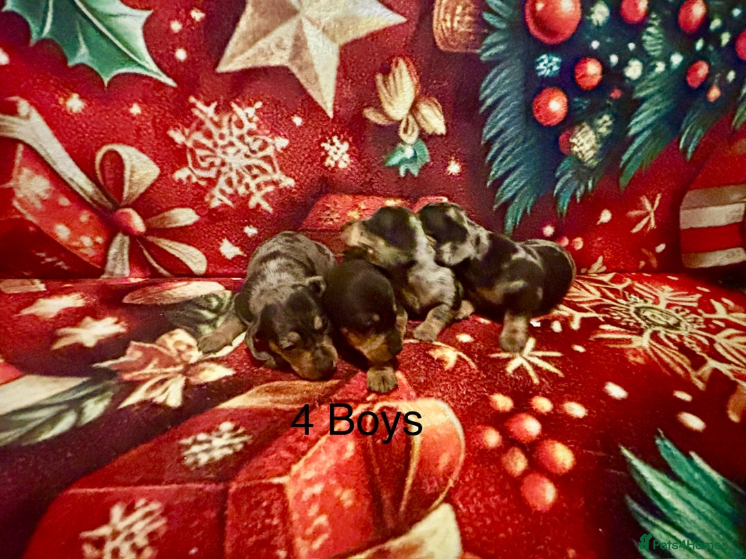 Miniature Dachshund dogs for sale: Miniature Dacshhund puppy available - Advert 6