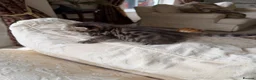 Bengal cats for sale: Bengal kittens Mum is Tica registered  - Advert 11