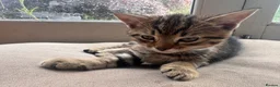 Mixed Breed cats for sale: 5 beautiful kittens  - Advert 25