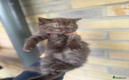 British Shorthair cats for sale: British rainbow shorthair kittens - Image 10