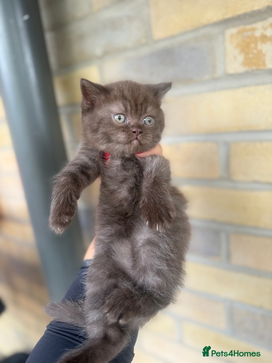 British Shorthair cats for sale: British rainbow shorthair kittens - Image 10