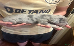 Great Dane dogs for sale: Stunning puppies, health tested KC parents. - Image 13