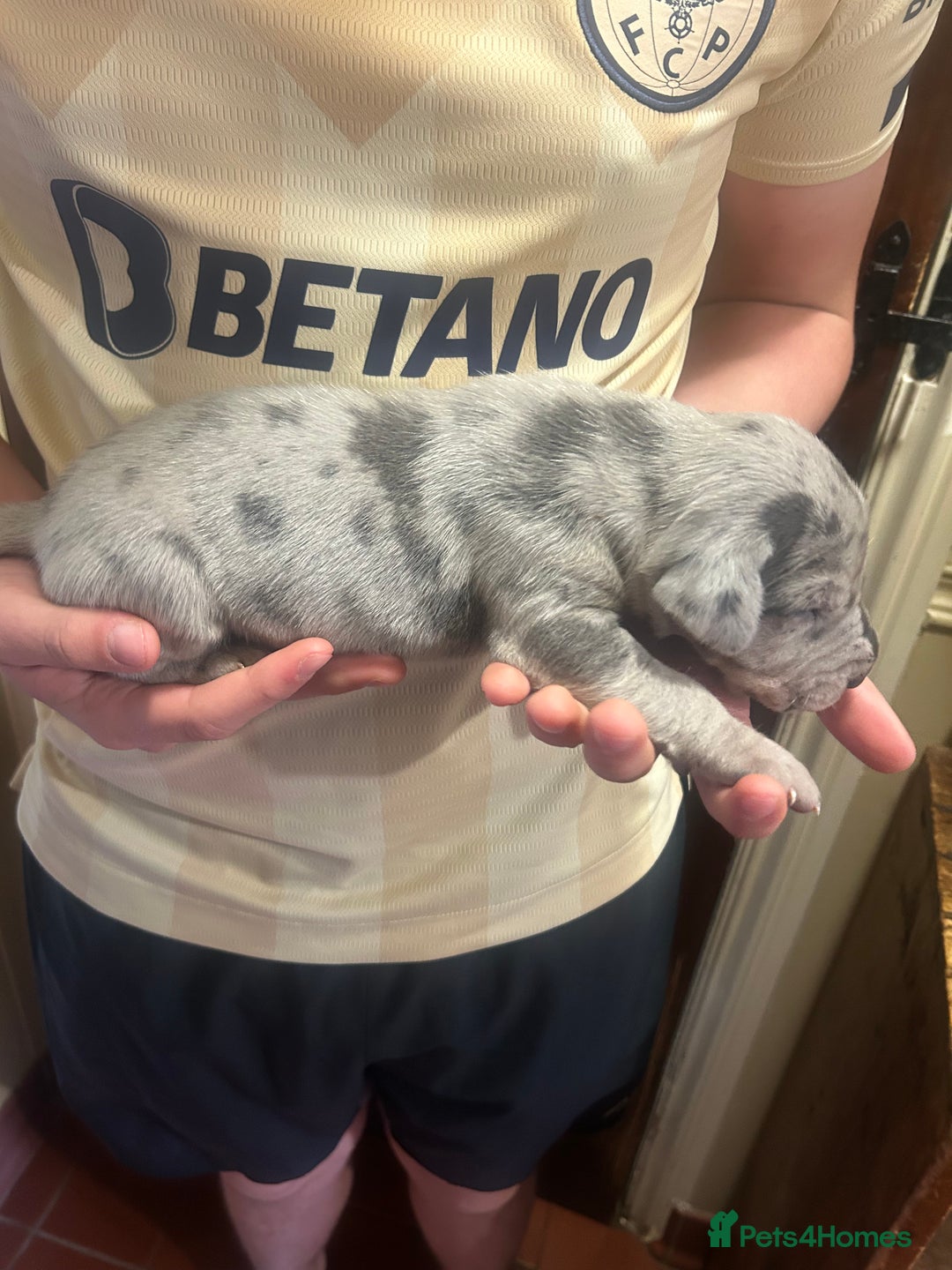 Great Dane dogs for sale: Stunning puppies, health tested KC parents. - Image 13