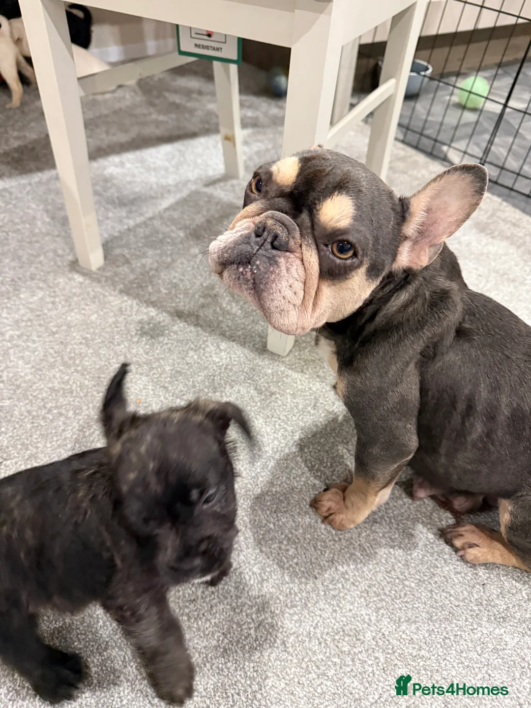 Mixed Breed dogs for sale: Rare Frenchie-Poochon Pups - Advert 8