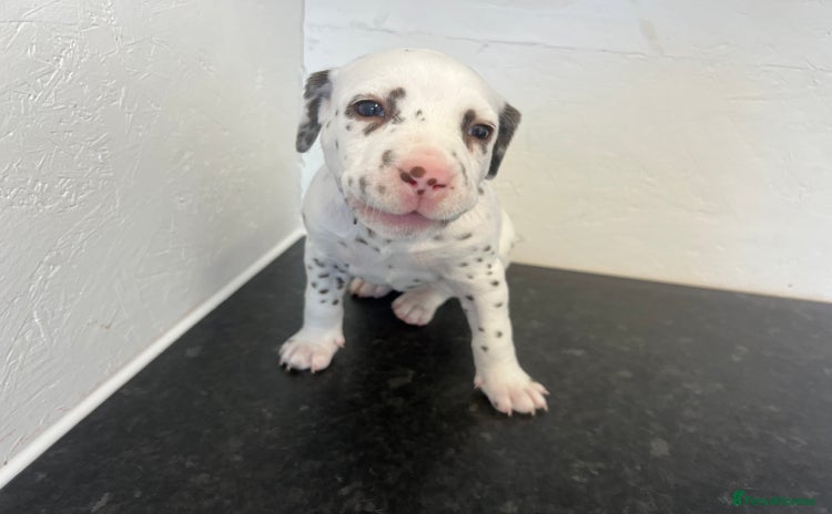 Dalmatian dogs - Advert 1