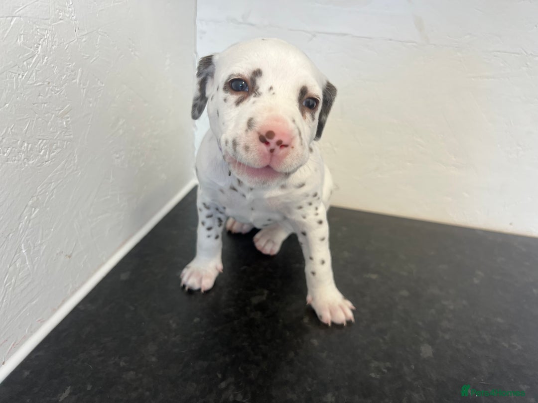 Dalmatian dogs for sale: 🐶 Stunning Dalmatian Puppies Ready 28th August 🐶 - Image 1
