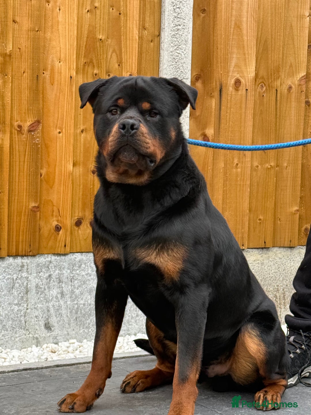 Rottweiler dogs for stud: 🇩🇪BEAR STUD DOG 🇩🇪 - Advert 4