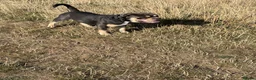 Olde English Bulldogge dogs for stud: Denzell  in Kettering - Advert 14