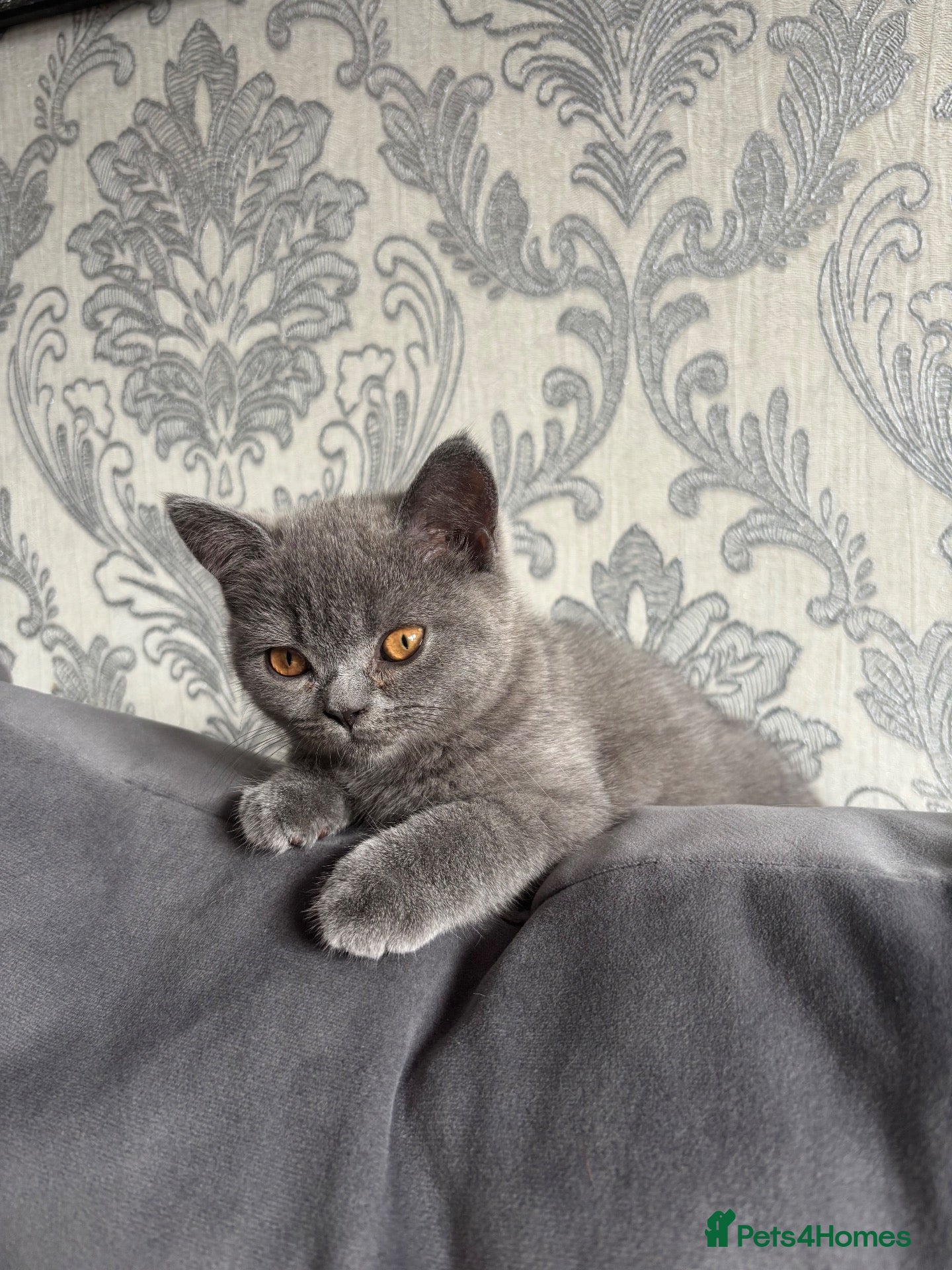 British Shorthair cats 🐾 2 beautiful British blue shorthair girls🐾 - Advert 3