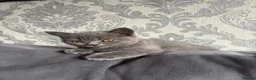 British Shorthair cats for sale: 🐾 2 beautiful British blue shorthair girls🐾 - Advert 1