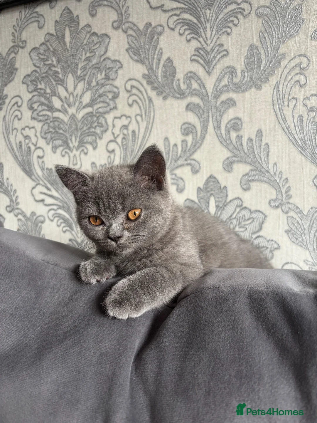 British Shorthair cats for sale: 🐾 2 beautiful British blue shorthair girls🐾 - Advert 1