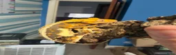 Gecko reptiles for sale: ❤️❤️ LILYWHITE CRESTED GECKOS FOR SALE ❤️❤️ - Advert 9