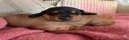 Miniature Dachshund dogs for sale: CHAMPION LINE KC REG & PRA CLEAR MINIS LOW COI - Advert 3