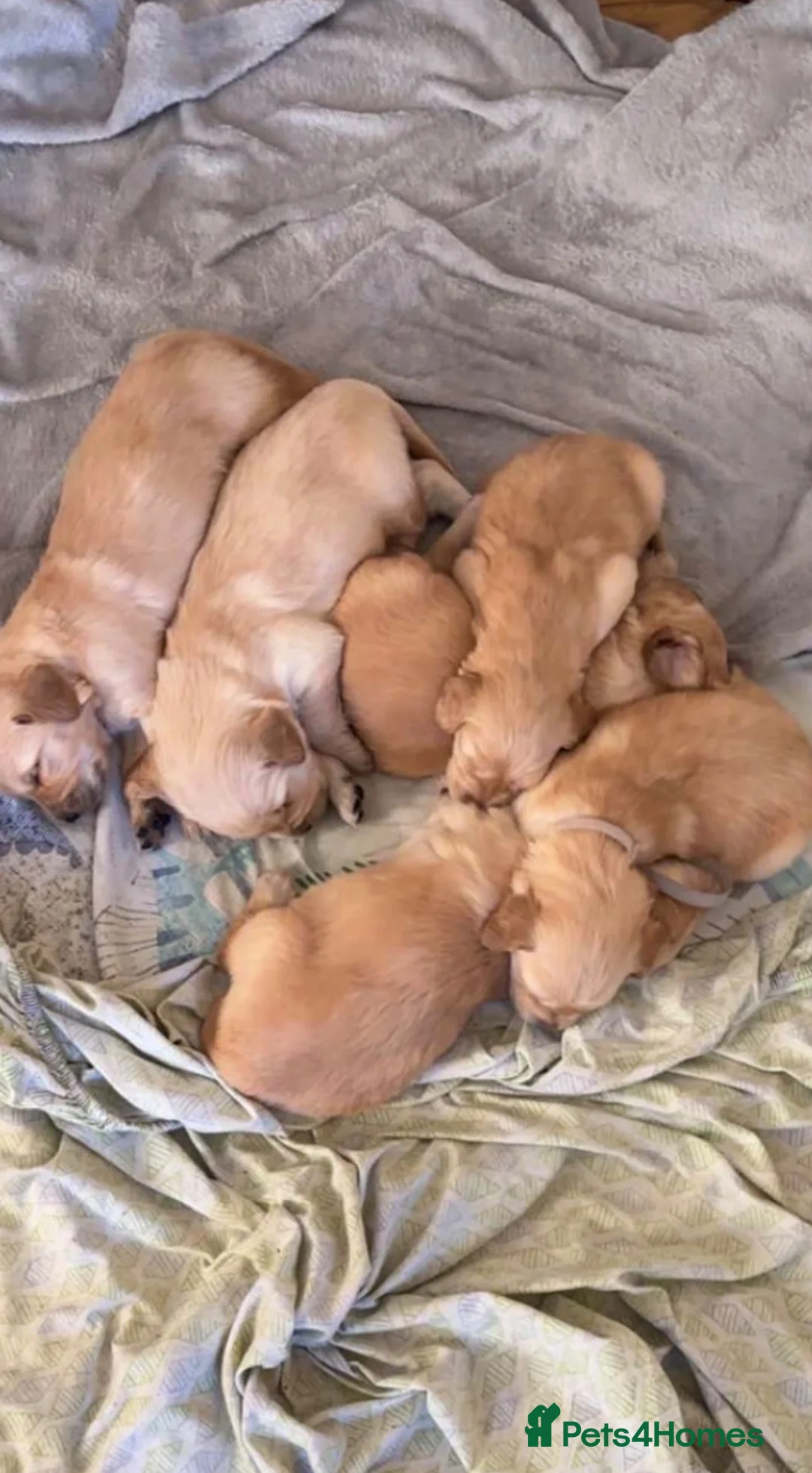 Golden Retriever dogs for sale: Lovely 5 golden retrievers pups - Advert 4