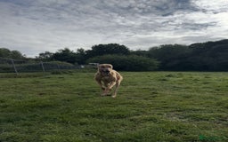 Greyhound dogs for sale: Eli and Oprah 🩵🩷 - Image 5