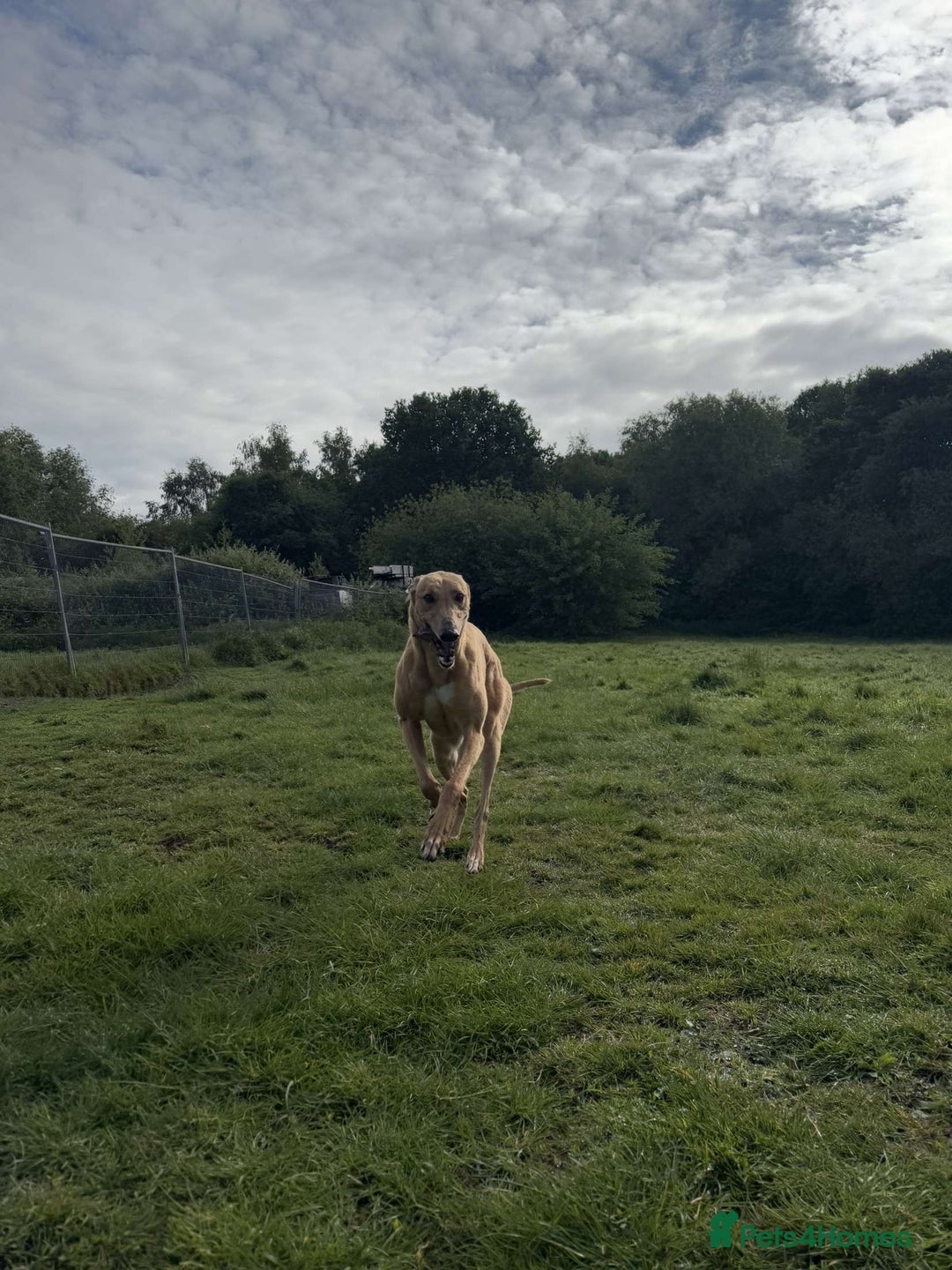Greyhound dogs for sale: Eli and Oprah 🩵🩷 - Image 5