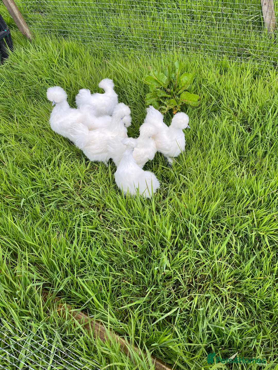 Chickens poultry for sale: Silkies white - Advert 2
