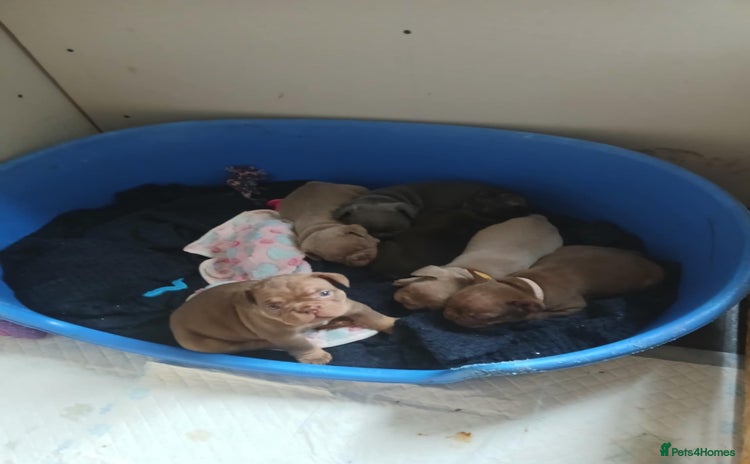 French Bulldog dogs - Advert 10